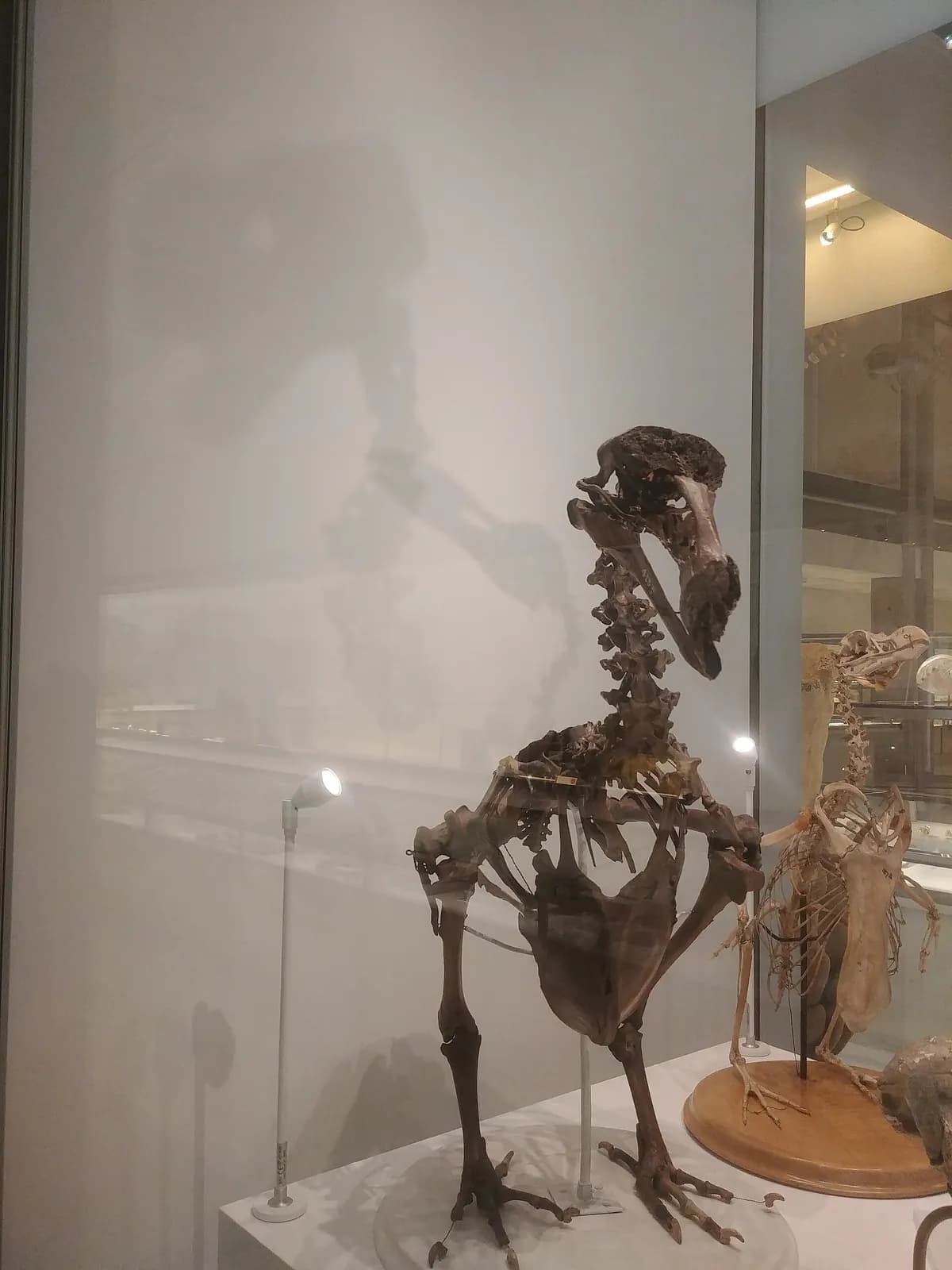 Squelette de dodo en vitrine au musée de zoologie de Cambridge